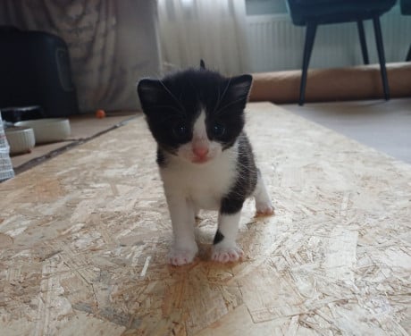 Kittens