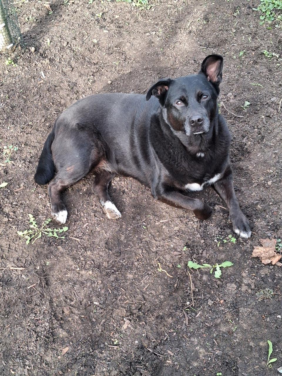 Ter adoptie Sally 6 jaar