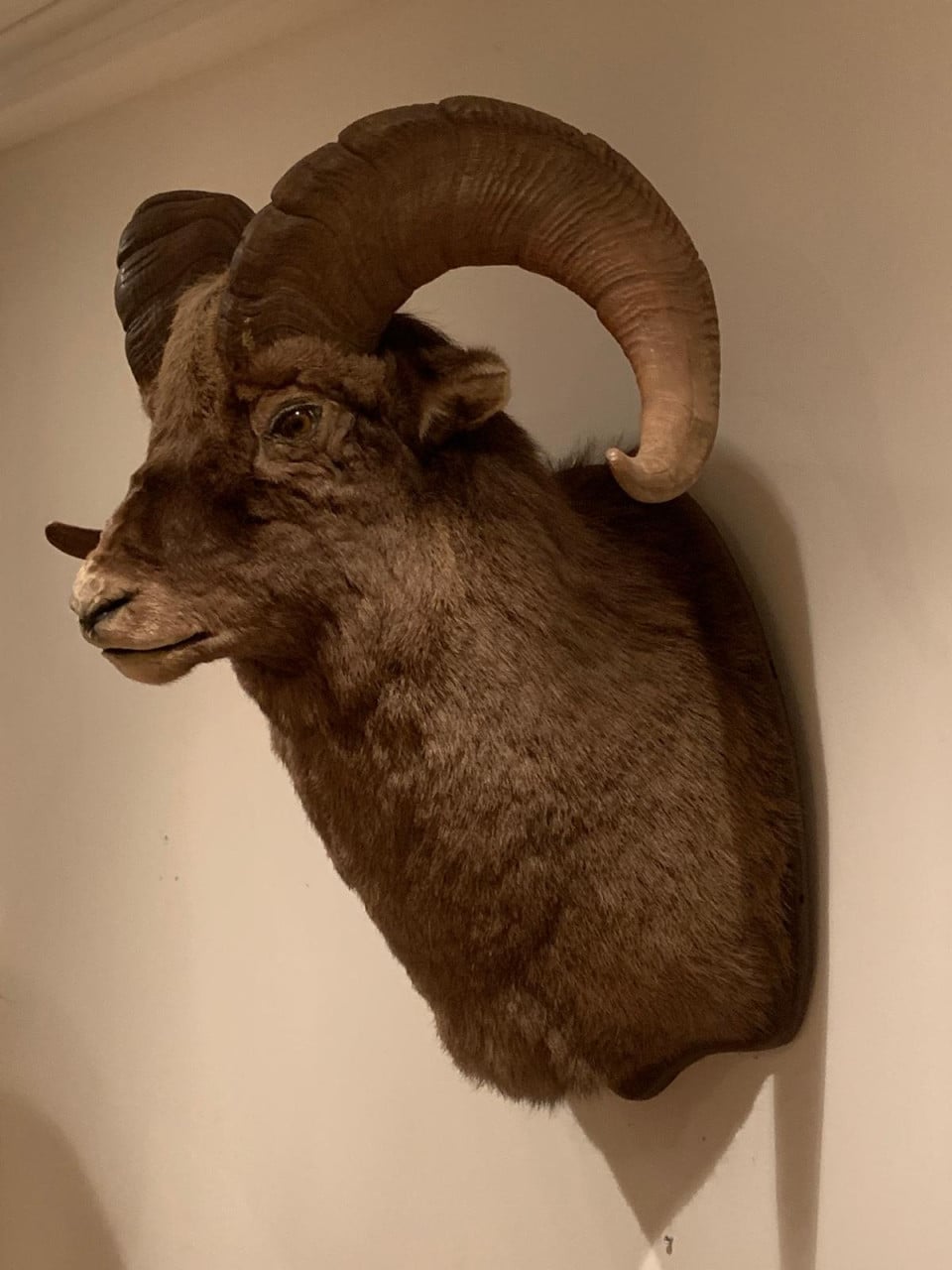 Te koop; opgezette zeldzaam siberisch sneeuwschaap taxidermie