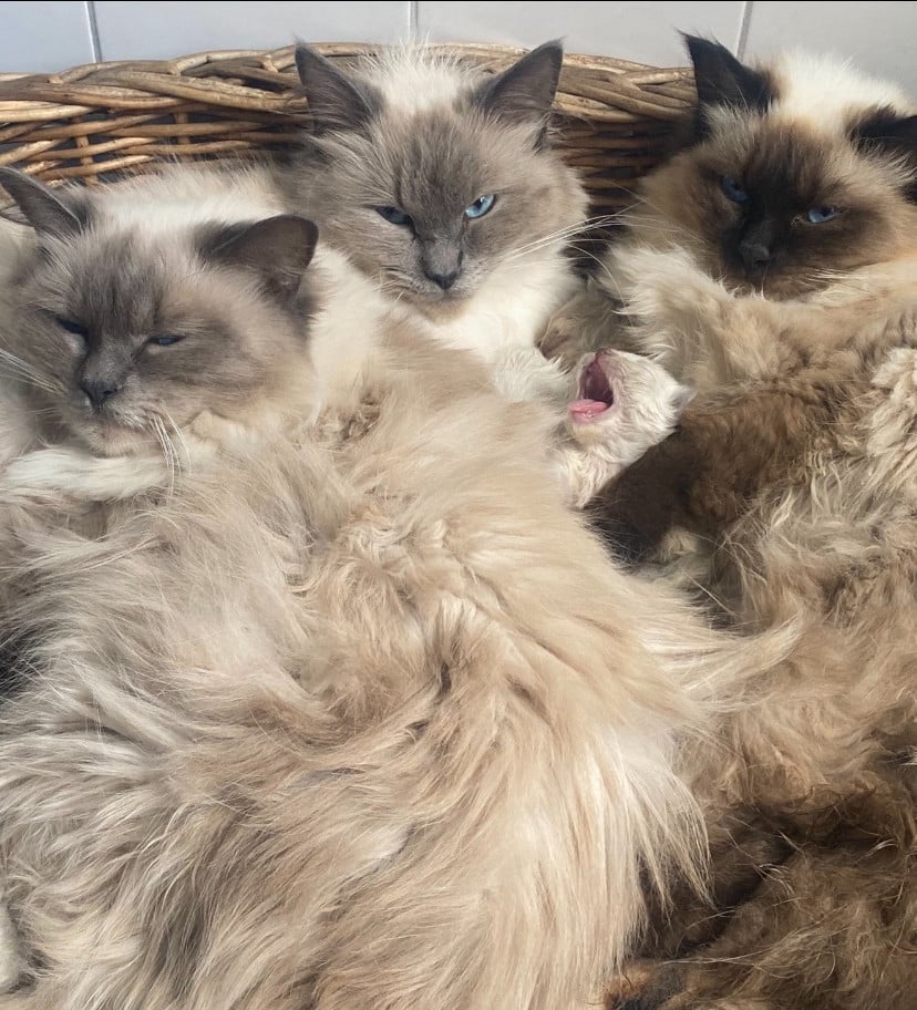 Ragdoll poes met stamboom