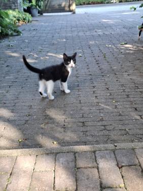 Kitten, vrouwtje, mag per direct weg!