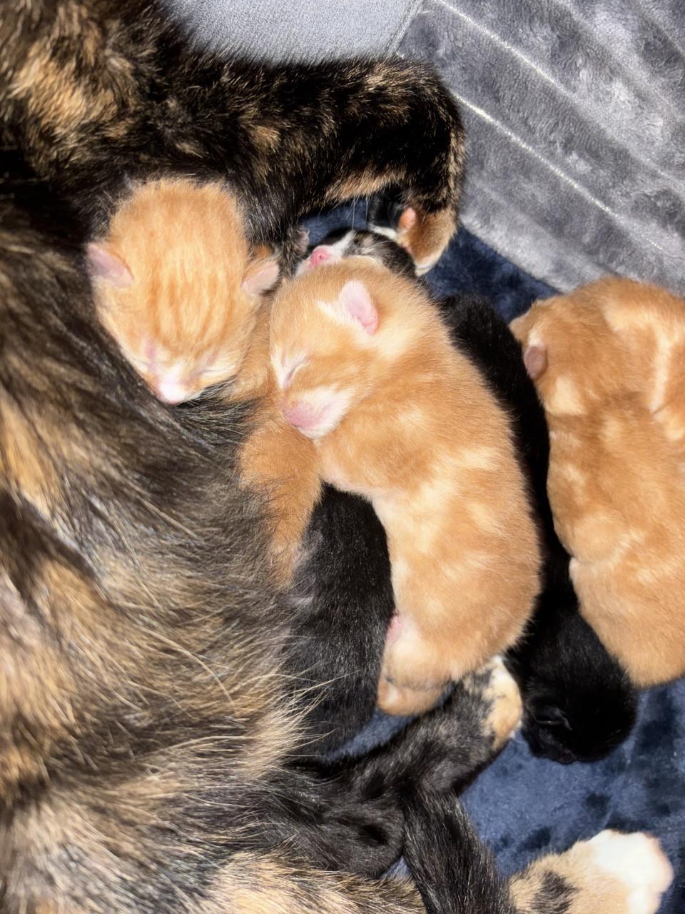 👑 Kittens zoeken gouden mandje 👑