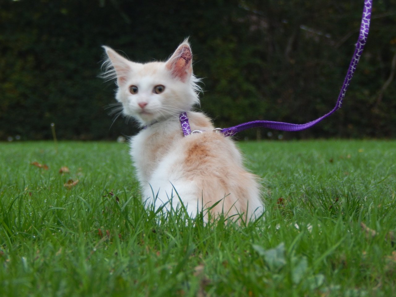 4 maine coon katertjes met stamboom