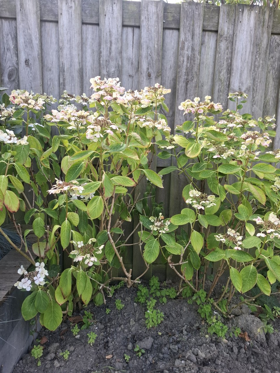 Hortensia's