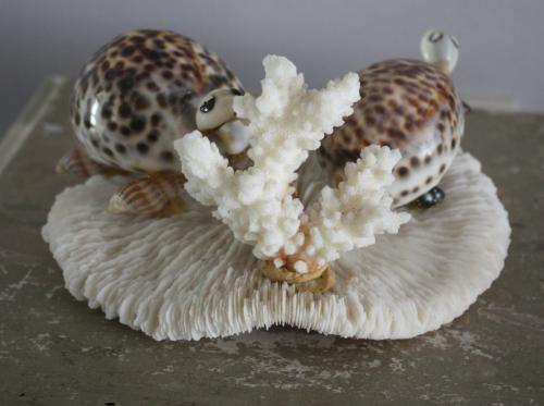 Hee mooi decoratie stukje met coraal en schelpen