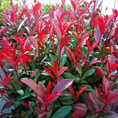 Photinia Carré Rouge glansmispel - potgekweekt