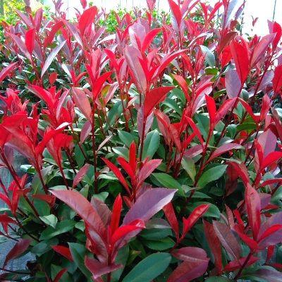Photinia Carré Rouge glansmispel - potgekweekt