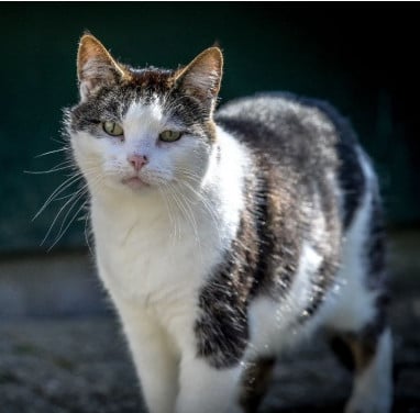 Vermist Europese korthaar kat