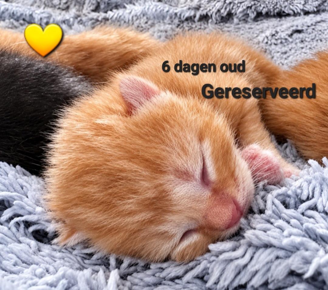 Allemaal gereserveerd