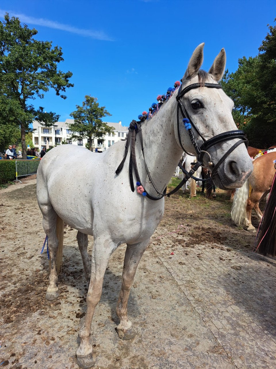 Paard te huur