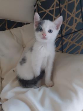 Kittens