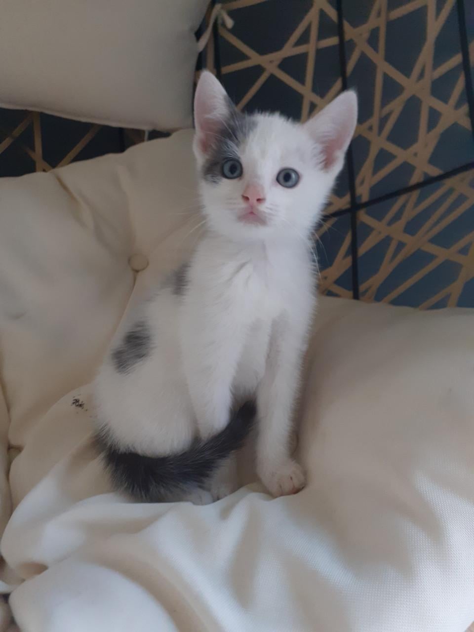 Kittens