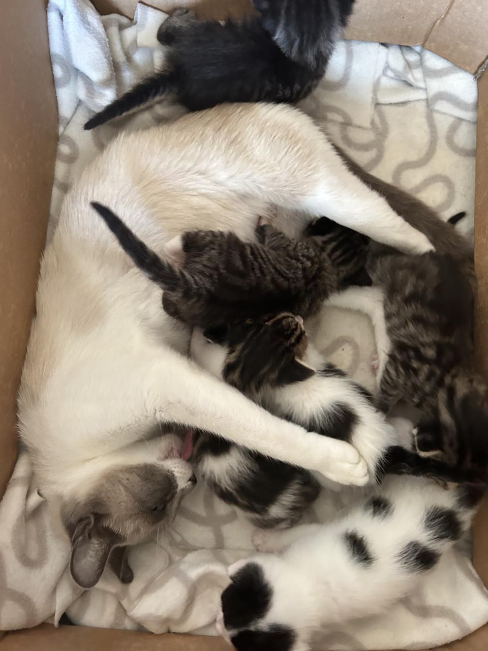 Prachtige kittens 😻