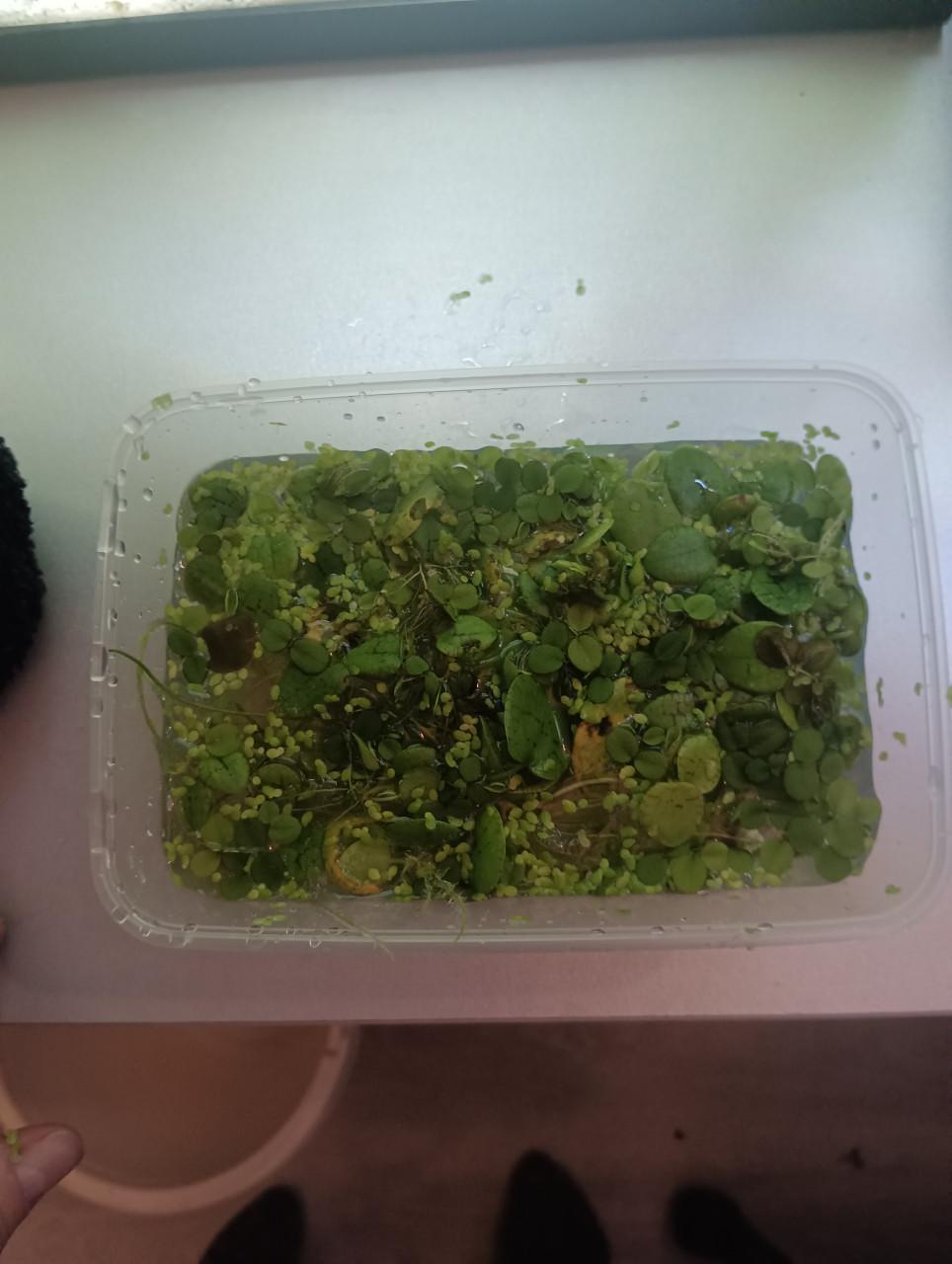 Grote portie gemengde drijfplanten