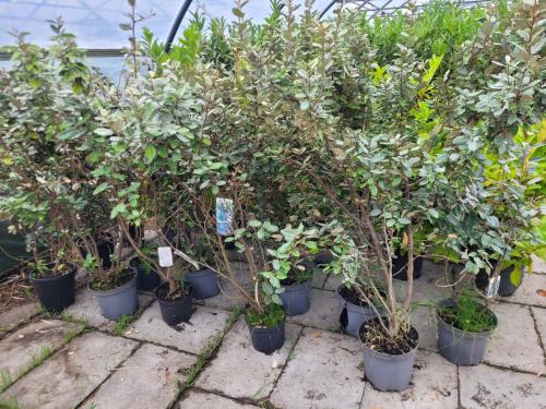 Elaeagnus B-kwaliteit