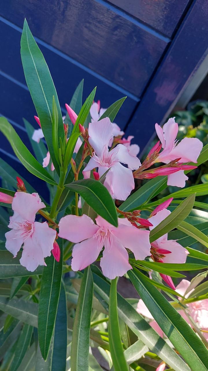 Roze Oleander