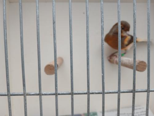 Kanarie man