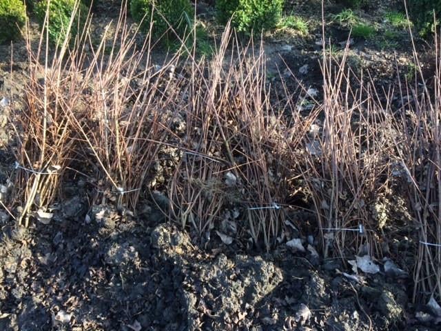 Zeeuwse haag / natuurlijke beplanting/inheemse struiken