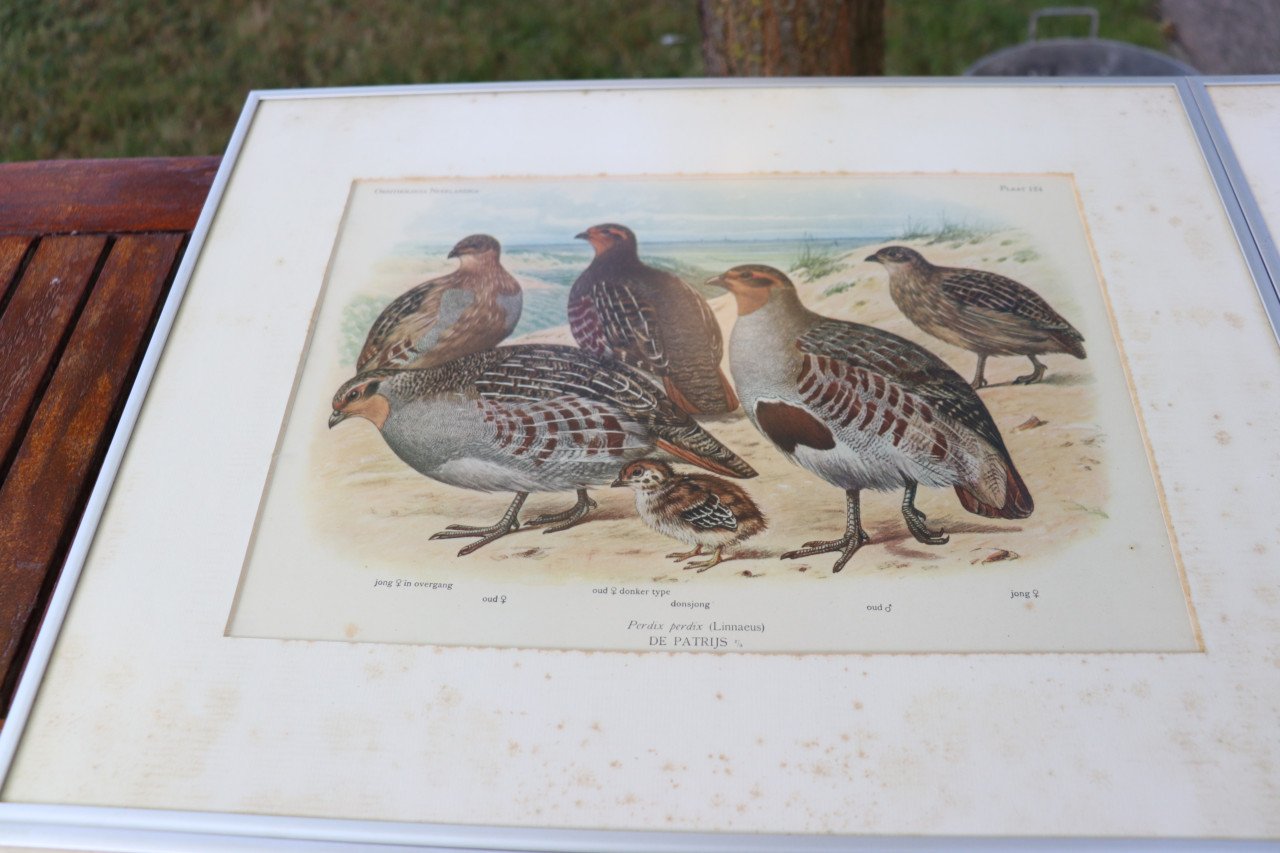 ZEER OUDE VOGELPLATEN