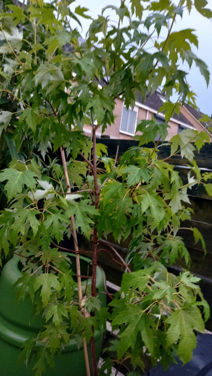 Esdoorn boom