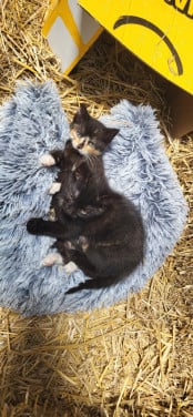 3 mooie boerderijkittens
