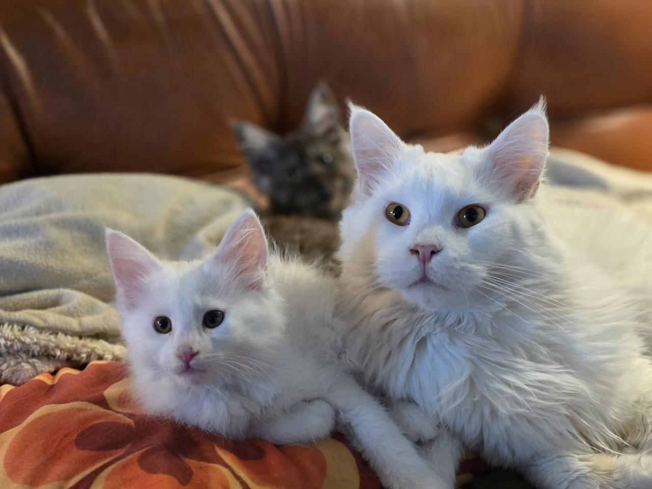 Maine Coon poesje,  spierwit!