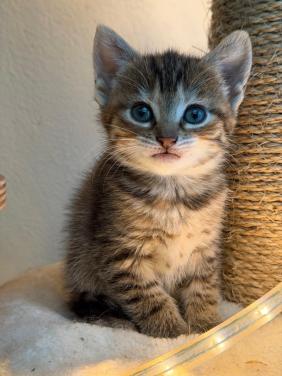 Prachtige kittens