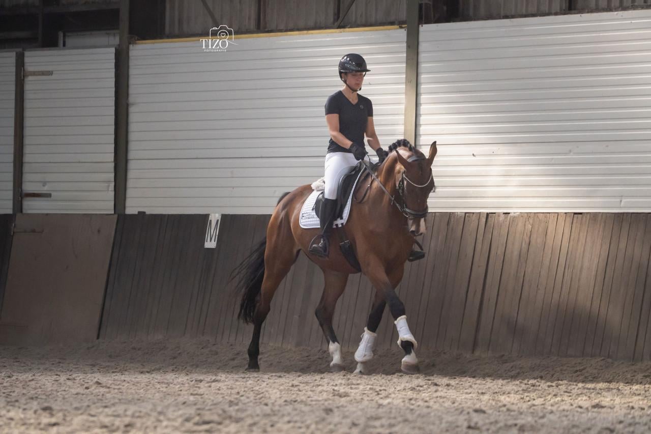 5 jarige merrie v. Mexpression