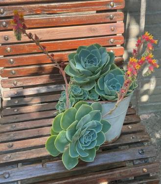Grote vetplant