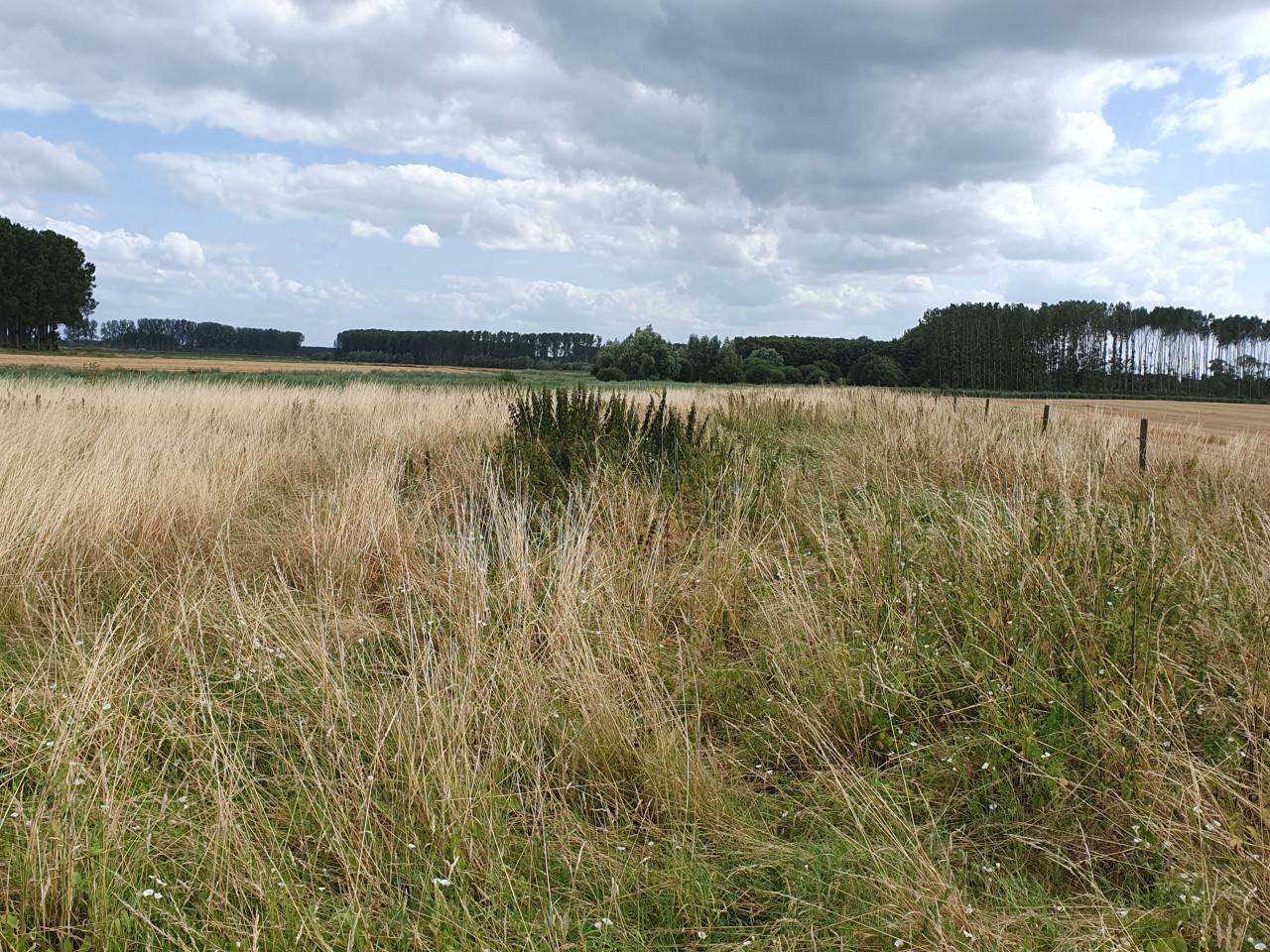 Grote ronde balen natuurhooi 1e snede laag eiwt schoon, in folie gewikkeld.