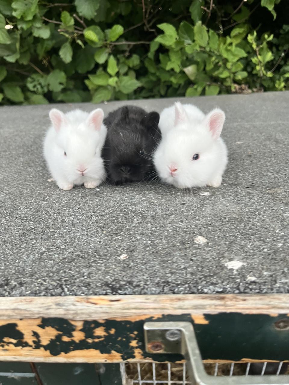 Baby konijnen
