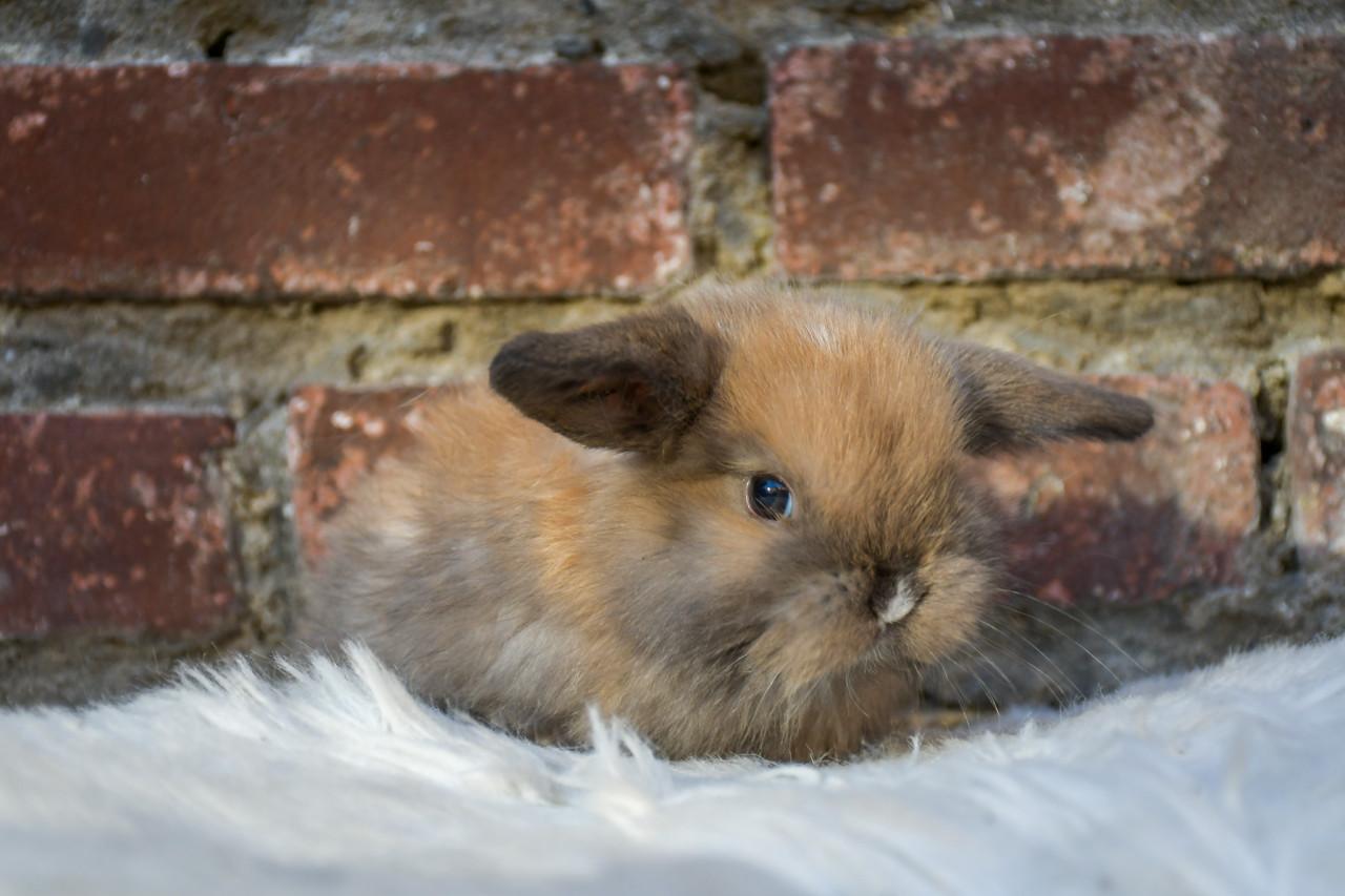 Lieve Minilops