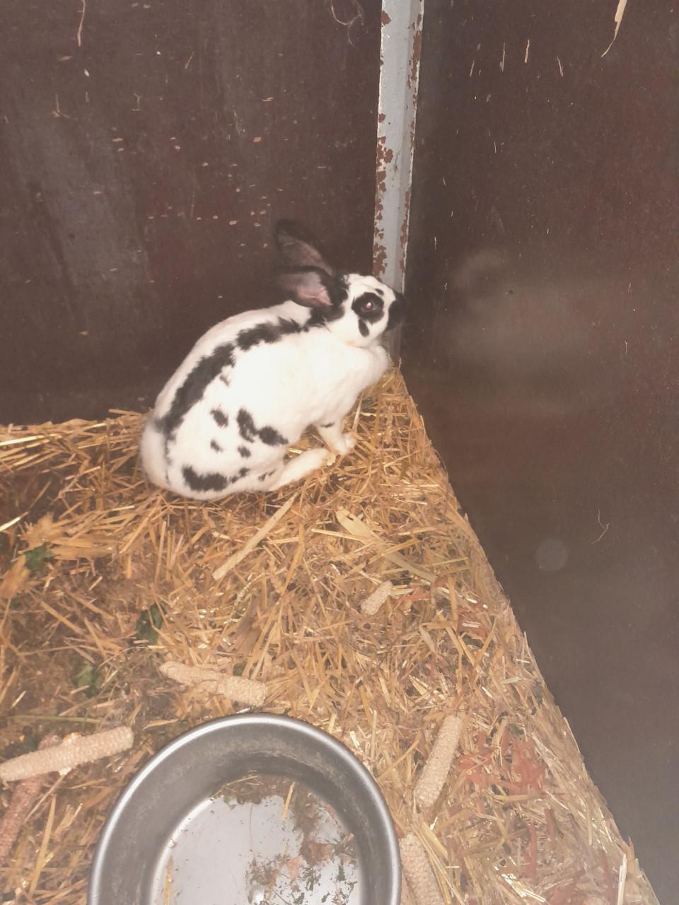Konijnen te koop lotharinger