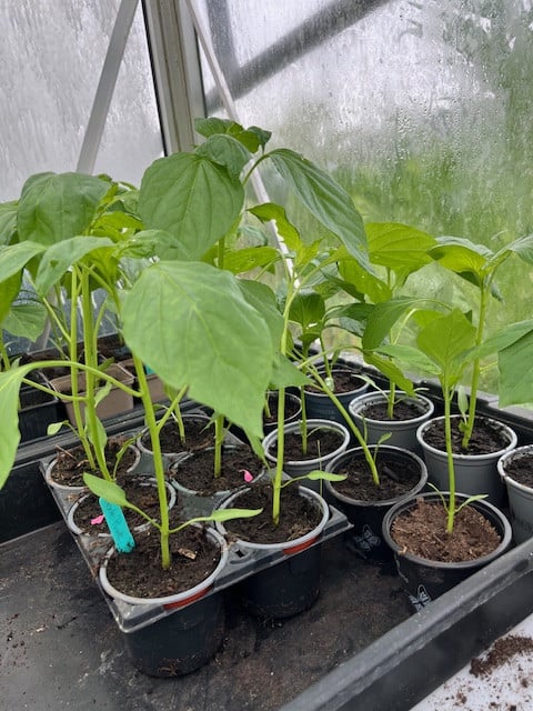 Tomaten-planten, rode puntpaprika en courgette