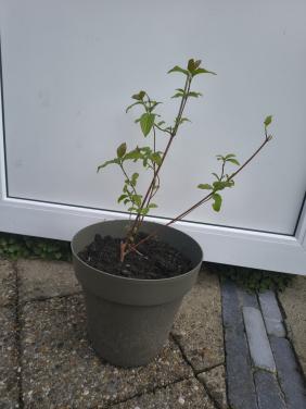 Prachtige rode Kornoelje te koop, struik, Cornus Alba struik