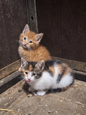 Lieve Kittens