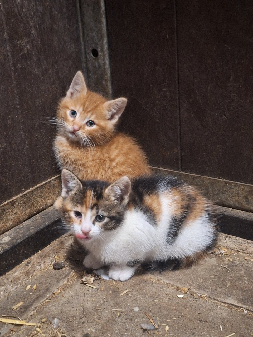 Lieve Kittens