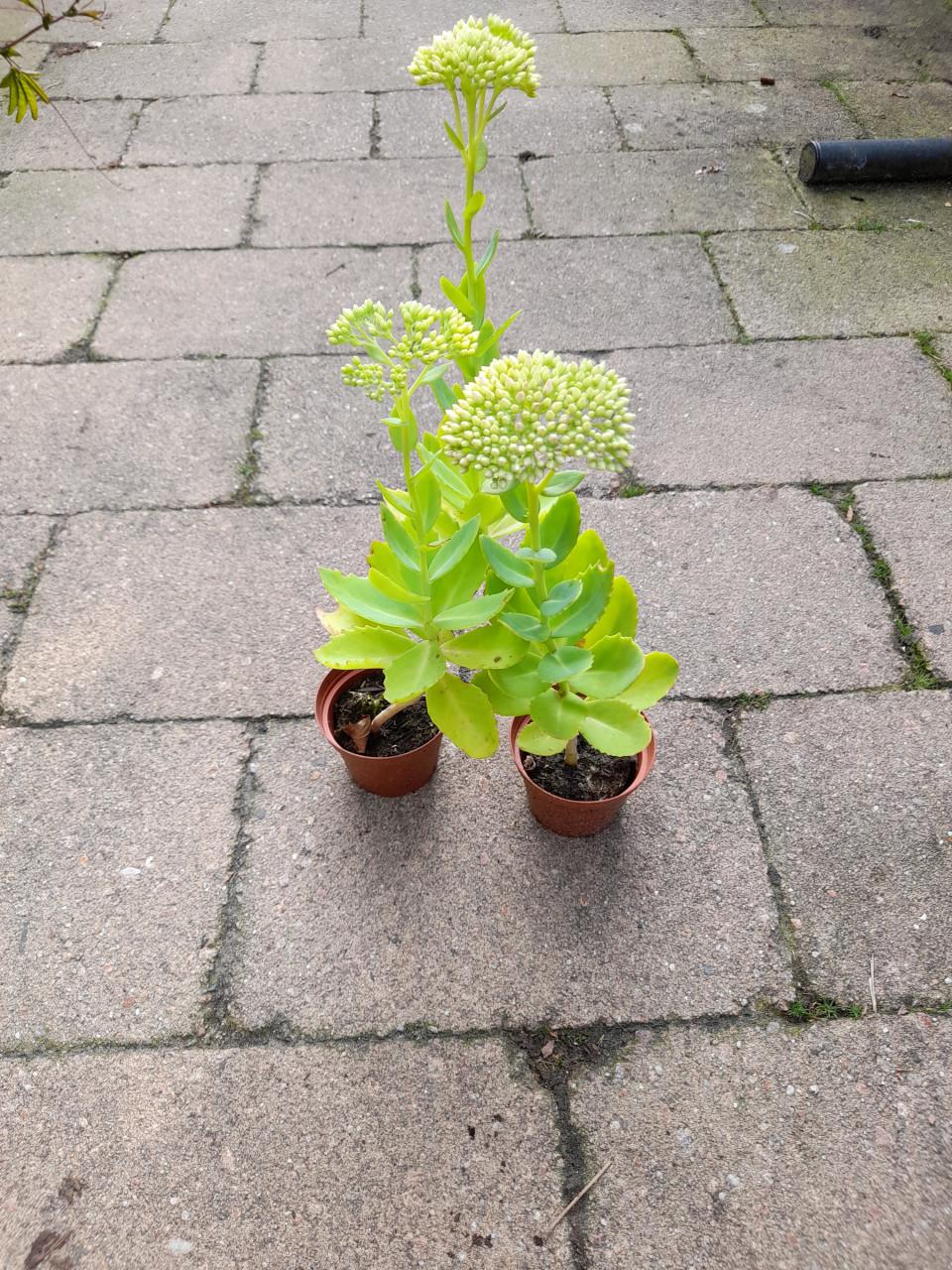 Sedum/hemelsleutel