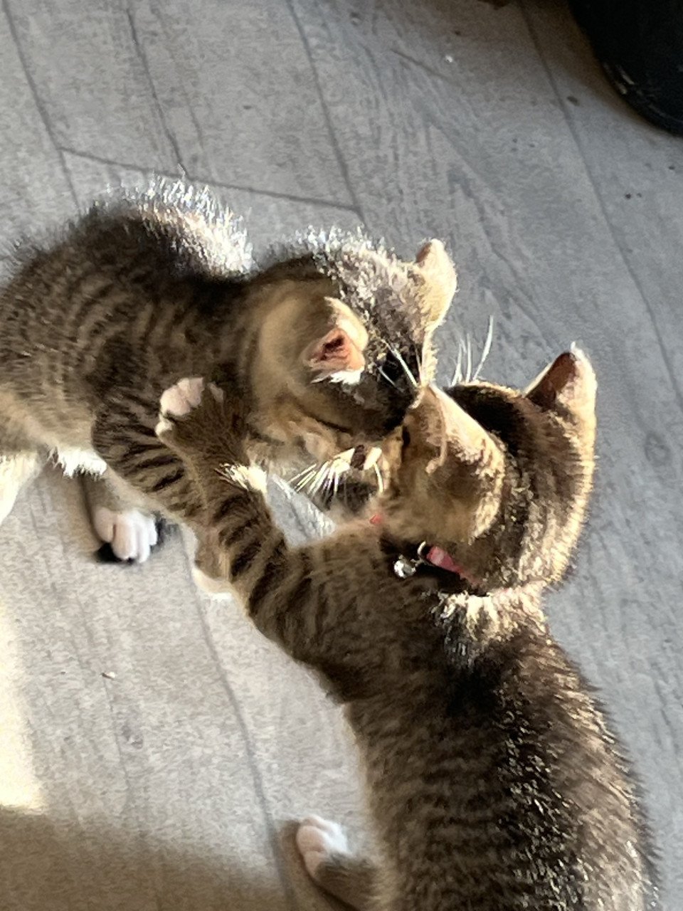 Kittens