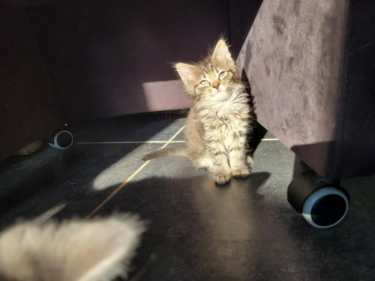 Lieve kittens