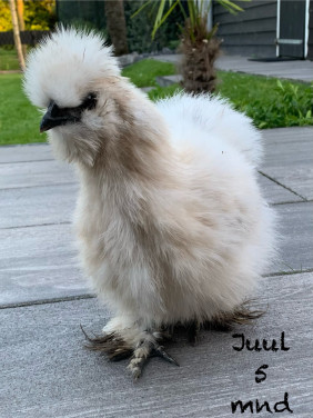 Lieve Zijdehoen hen