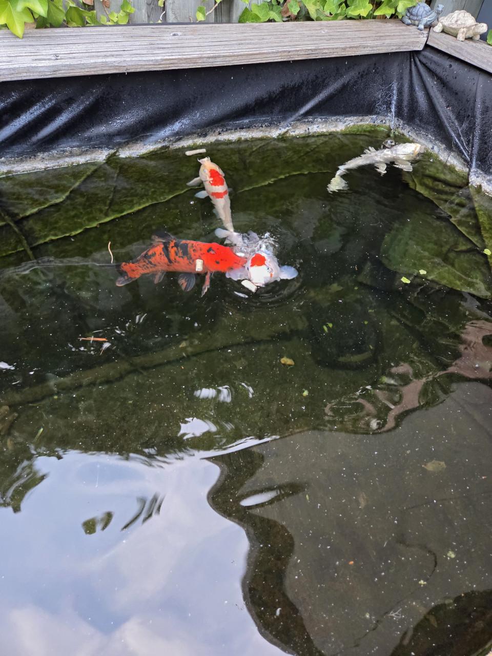 Koi's 30 á 40 cm , 4 stuks