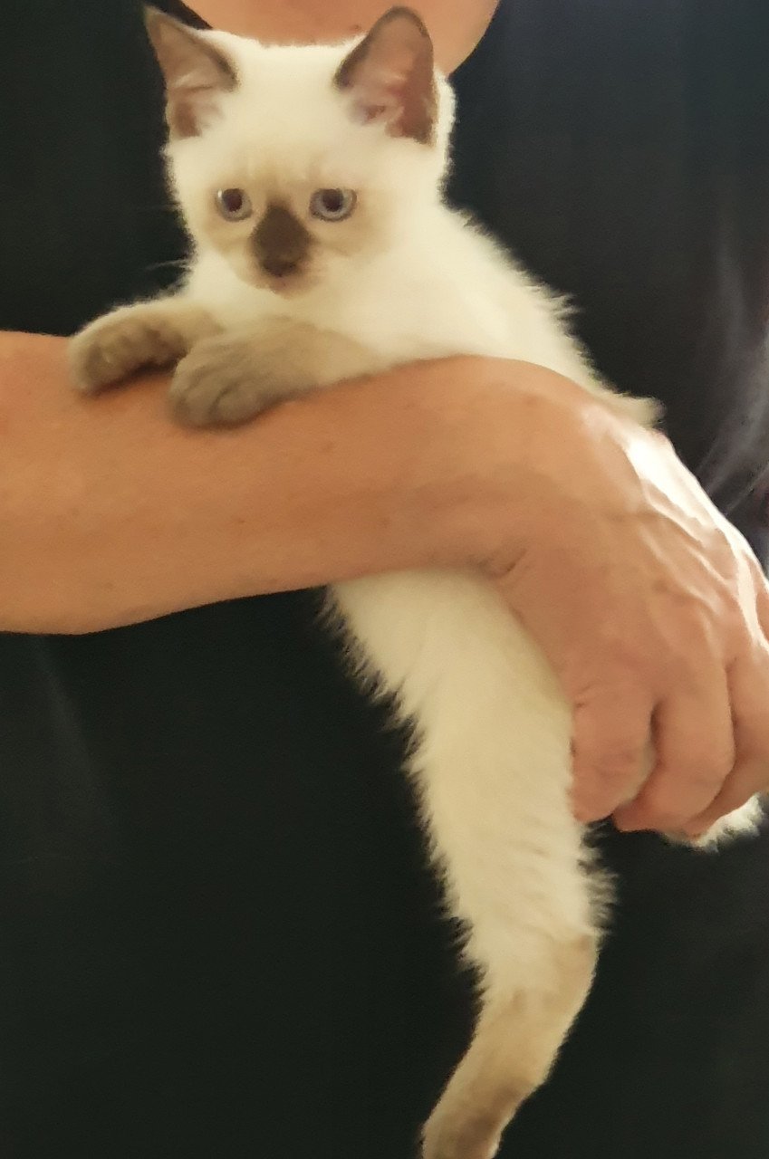 Britse korthaar kittens