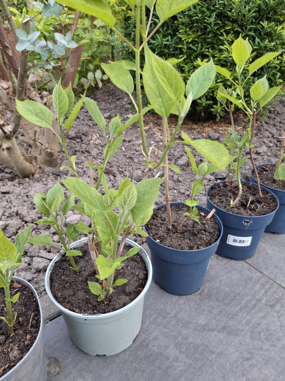 Annabelplant