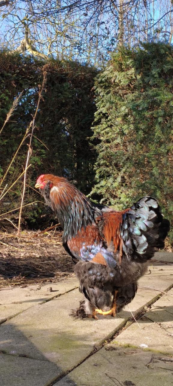 Brahma haan met baard (rood) zoekt goed huis