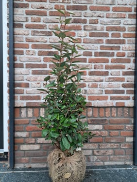 Olijfwilg (Elaeagnus)