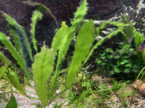 Aquarium
