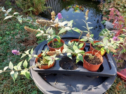 Buddleja