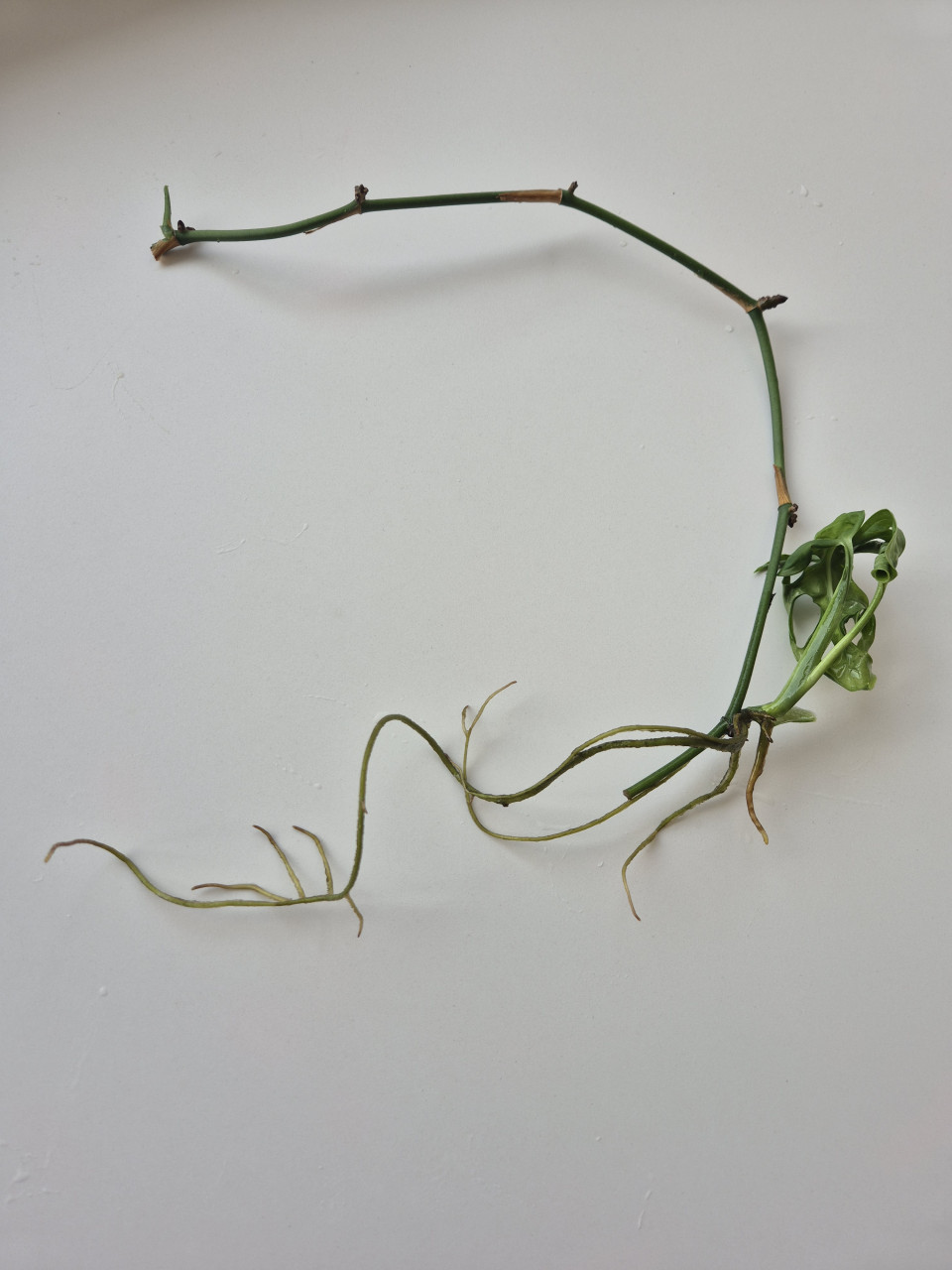 Monstera monkey mask stekje