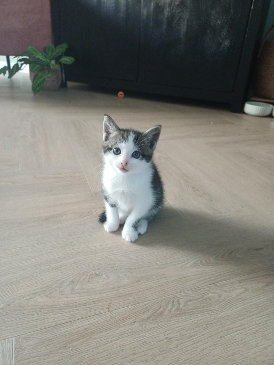 Kitten